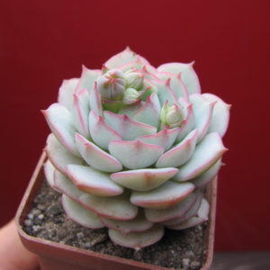 Echeveria   derenbergii