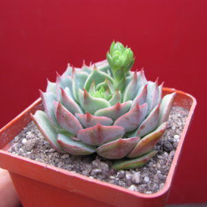 Echeveria  Ramilette
