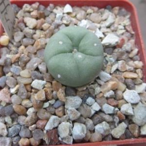 lophophora diffusa