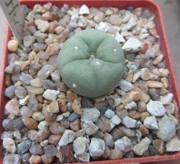 lophophora diffusa