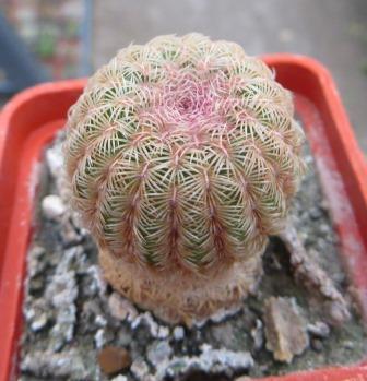 echinocactus rubispinus