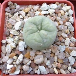 lophophora diffusa Kohres