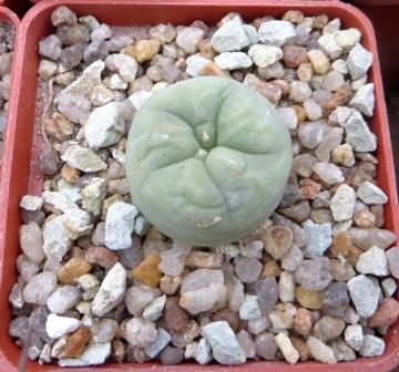 lophophora diffusa Kohres