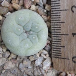 lophophora decipiens