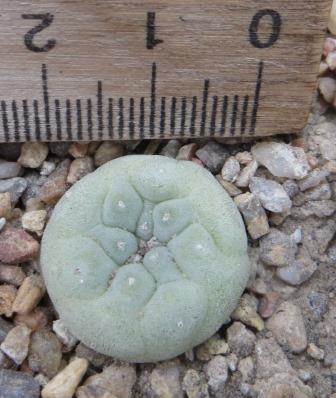 lophophora decipiens