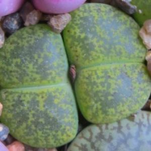 lithops lesliei albinica