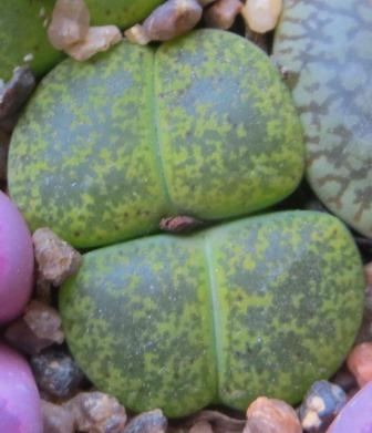 lithops lesliei albinica