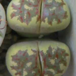 lithops dorotheae