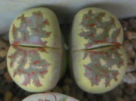 lithops dorotheae