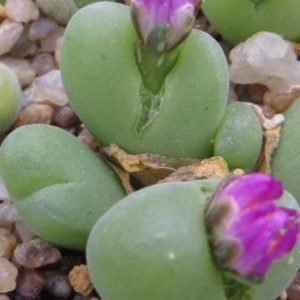 gybaeum pilosulum