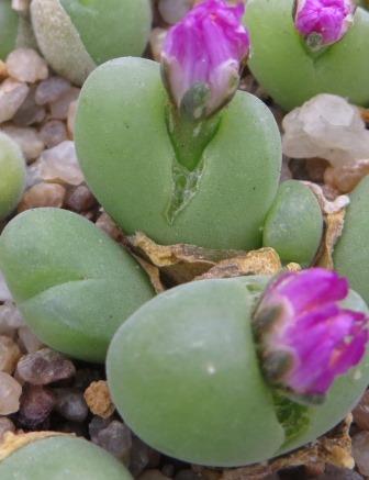 gybaeum pilosulum