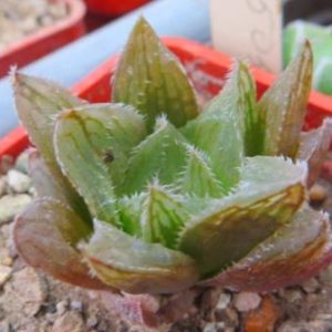 haworthia korizato hybrid