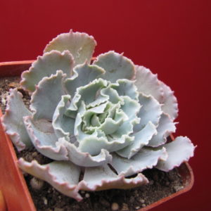 Echeveria    *Curly  Pearl*     ( Truffles   Big )