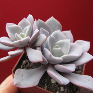 Echeveria  Debbie  Big