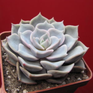 Echeveria   hybr.   #29