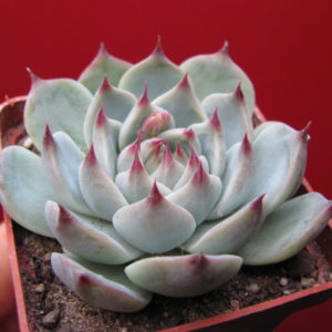 Echeveria   Tippy