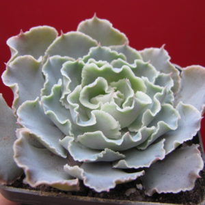 Echeveria   shaviana  hybr.