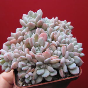 Echeveria  glauca cristata