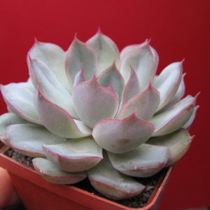 Echeveria