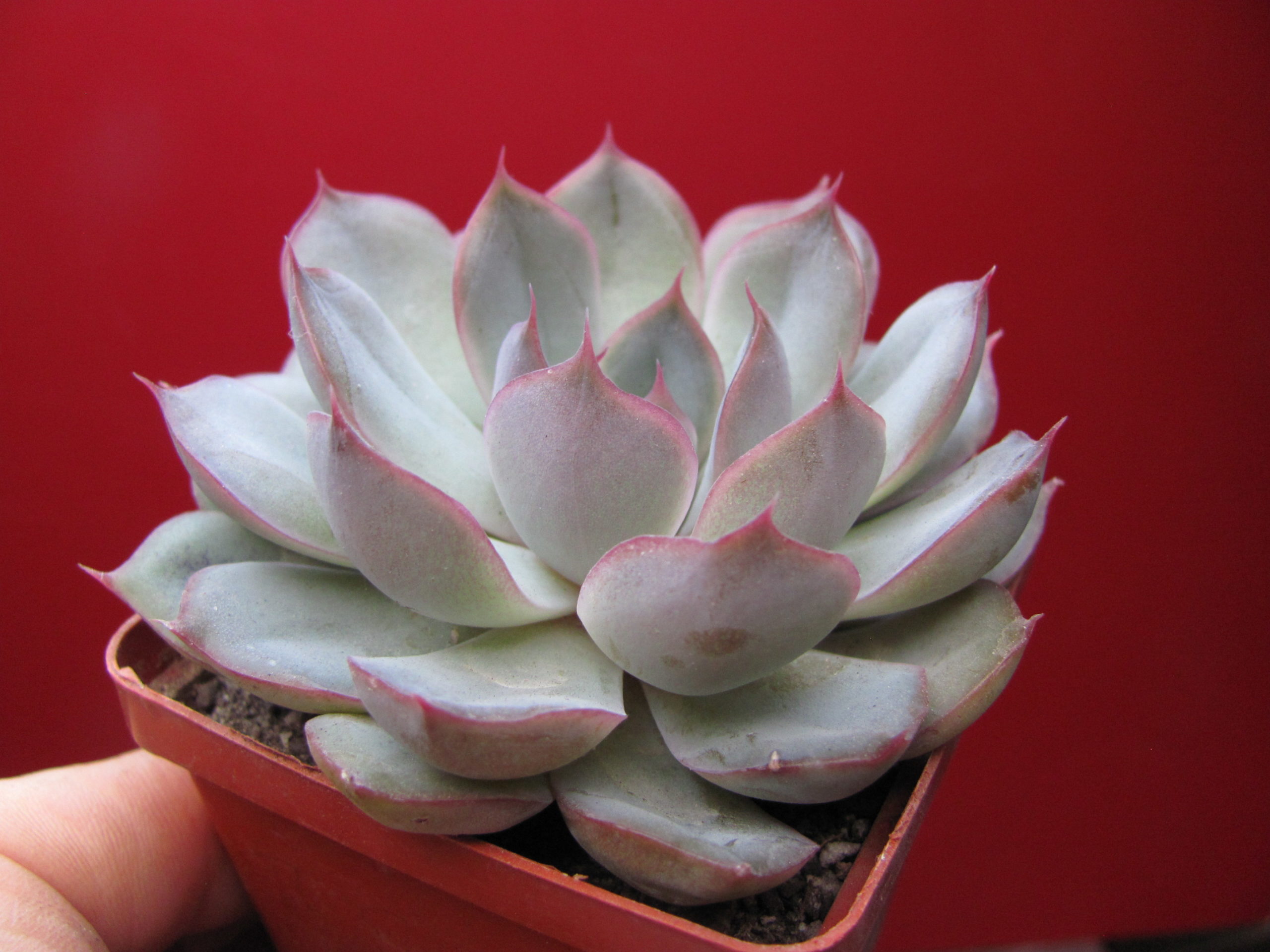Echeveria