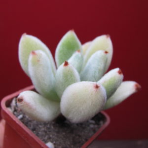 Echeveria  leucotricha