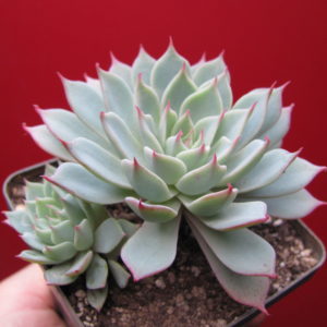 Echeveria