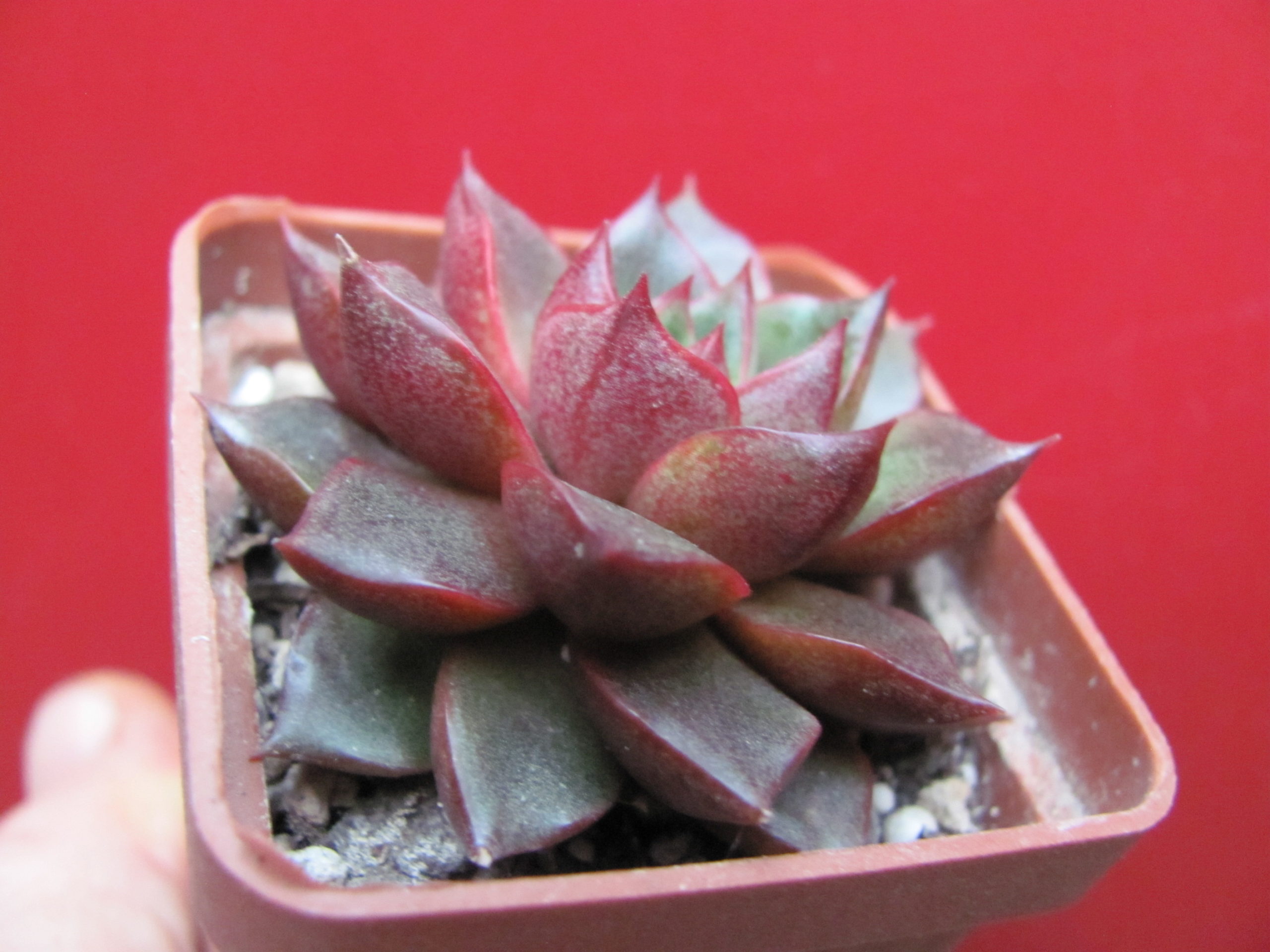 Echeveria  purpusorum  Red    ( hybrid  Lipskiy )