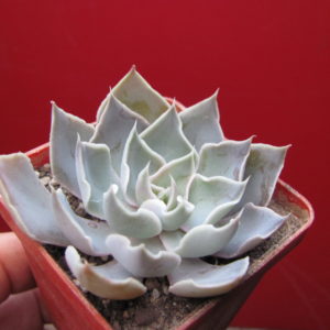 Echeveria strictiflora  hybr.    F1