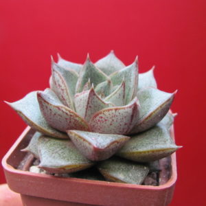 Echeveria purpusorum    *White  form*
