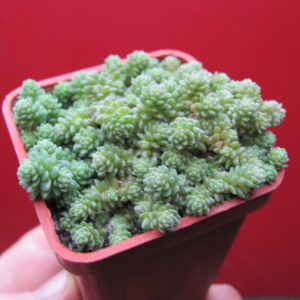 Sedum  compactum