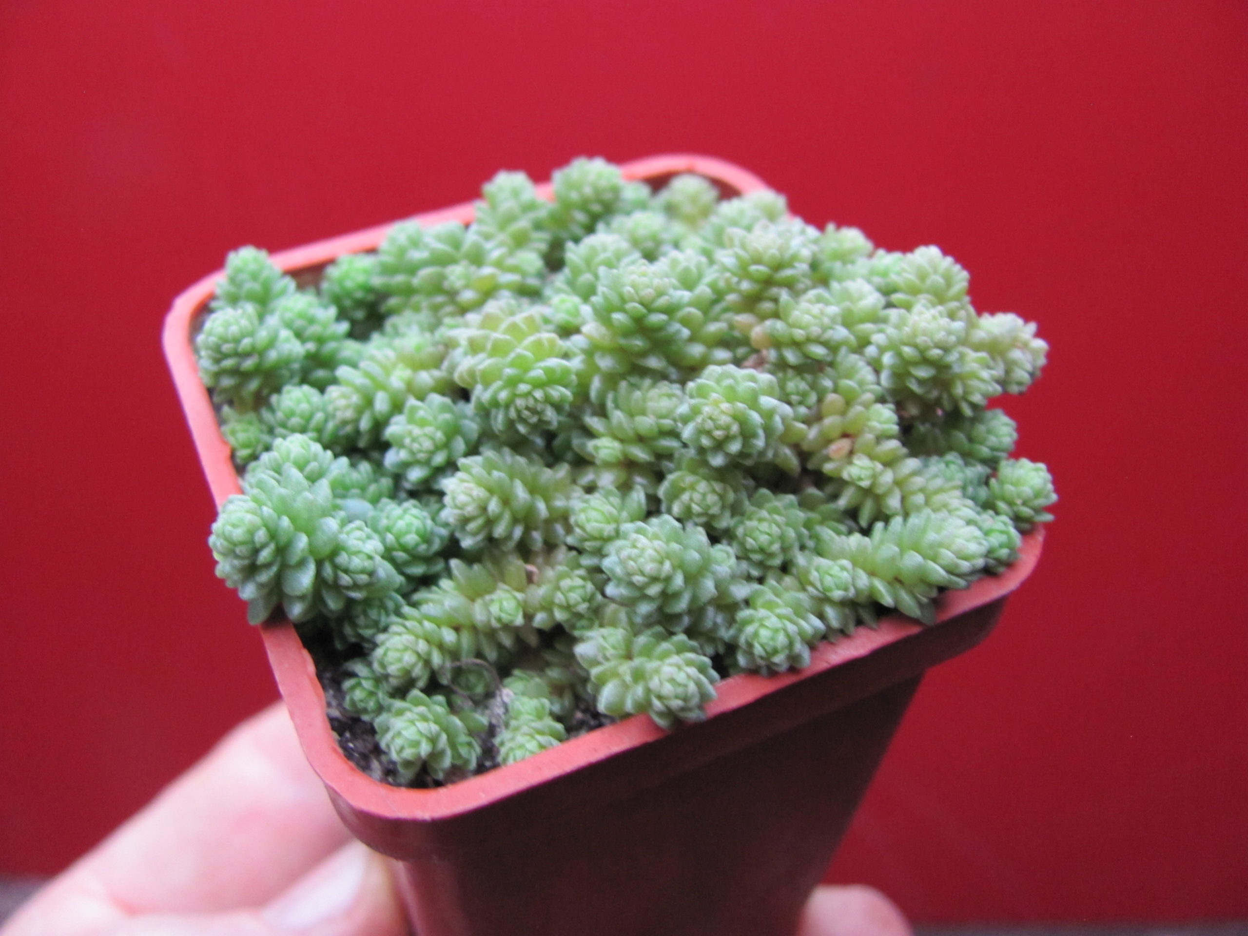 Sedum  compactum