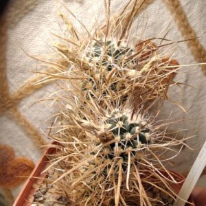 Toumea papyracantha SB904 -cемена-seeds-