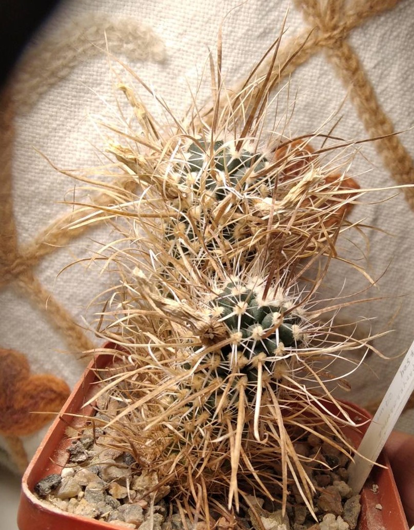 Toumea papyracantha SB904 -cемена-seeds-