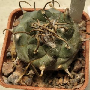 Turbinicarpus polaskii -s