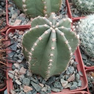 Echinocereus subinermis -s