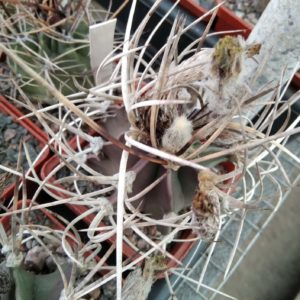 Astrophytum niveum f. nudum -PAN-super spines-seeds-семена-