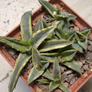 Agave victoriae-reginae f. variegata