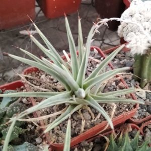 Agave stricta f. minima -Japan-