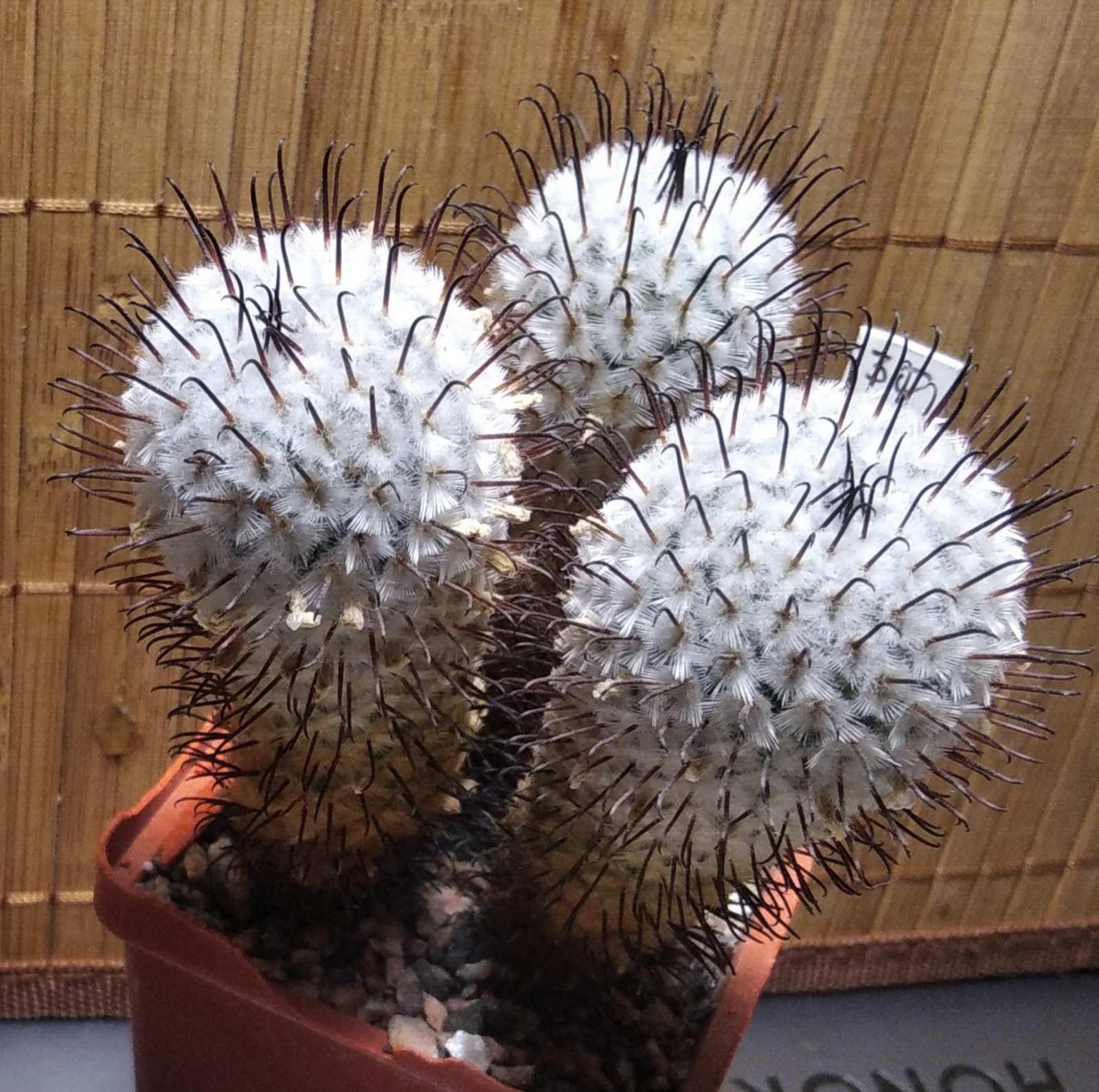 Mammillaria perezdelarosae -s