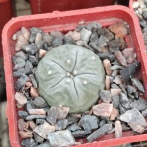 Anhalonium williamsii -Mazapil-