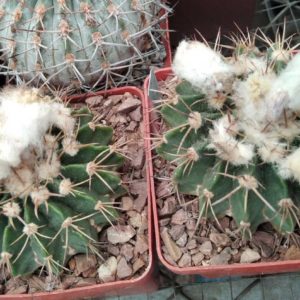 Wigginsia courantii -seeds- cемена-