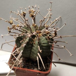 Euphorbia obesa x valida -s