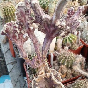 Monvillea spegazzinii f. monstrosa -s