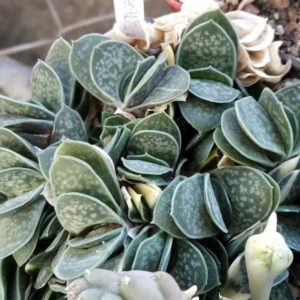Gasteria gracilis -дітки-