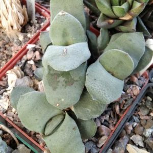 Gasteria glomerata -s