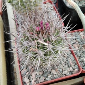 Neochilenia wagenknechtii -s