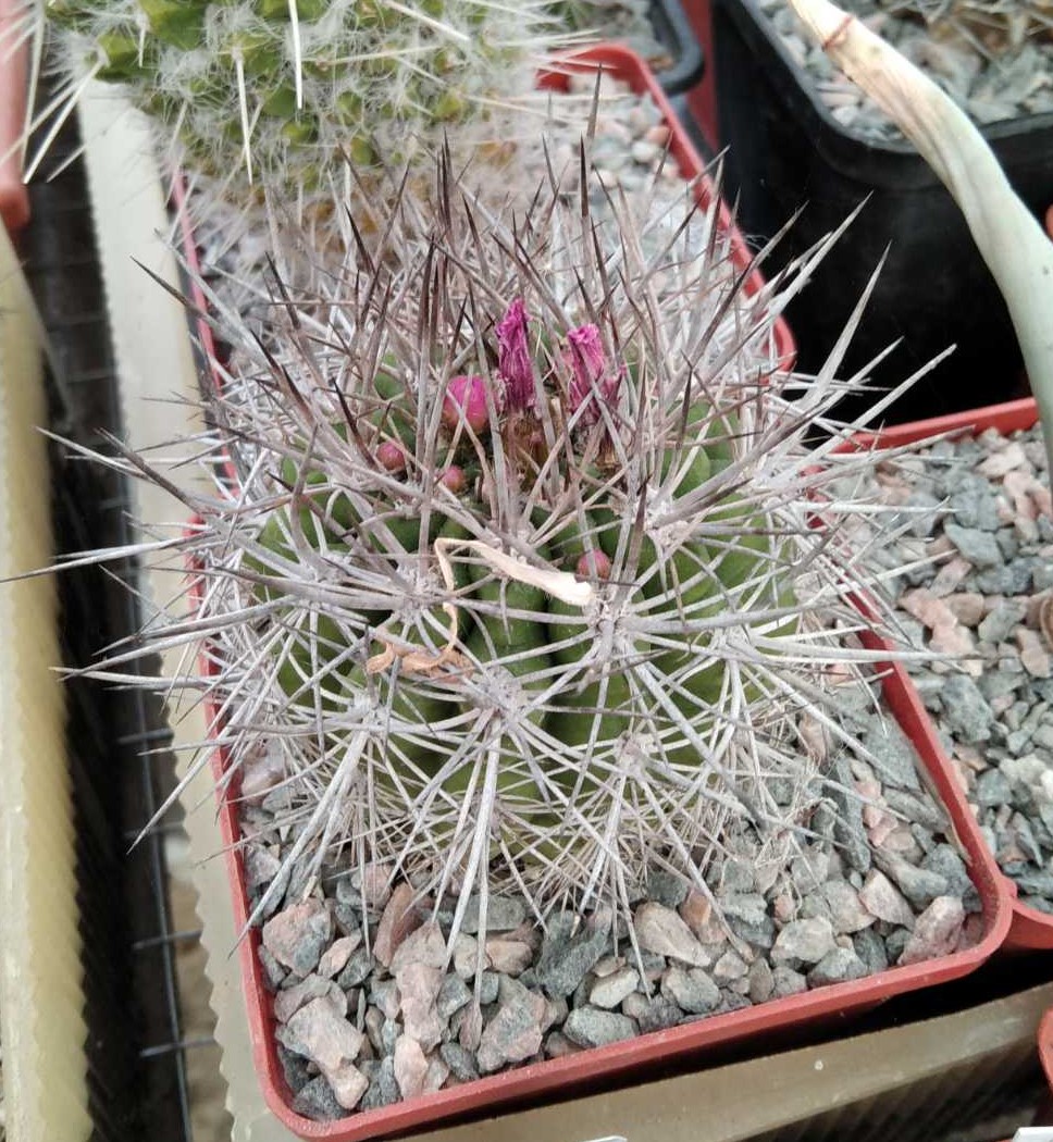 Neochilenia wagenknechtii -s