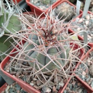 Gymnocalycium cardenasianum -s