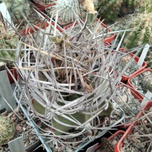 Astrophytum crasispinum -s