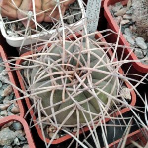 Gymnocalycium spegazzinii LF56 -s
